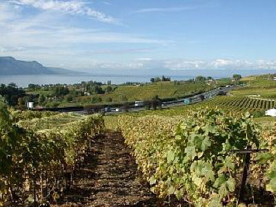 Vines of Staint Saphorin